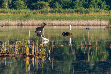 Jeleń w naturalnym środowisku © KoLesfot