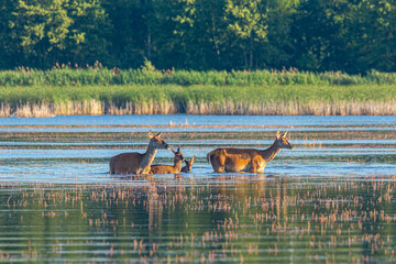 Jeleń w naturalnym środowisku © KoLesfot
