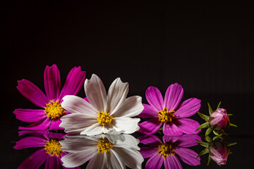 Obraz premium purple and white flowers