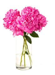 Bouquet on white backdrop, closeup. Beautiful pink peony flowers. Blooming roses flower open, time lapse, close-up. Wedding backdrop, Valentine's Day concept.