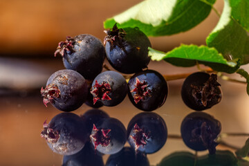 blueberries on a white background