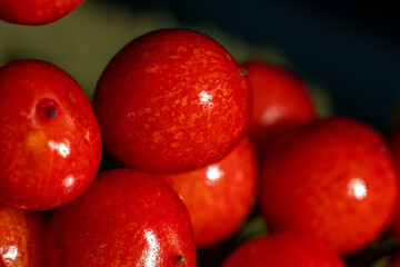 large rowan berries macro photography