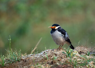 Indian pied myna