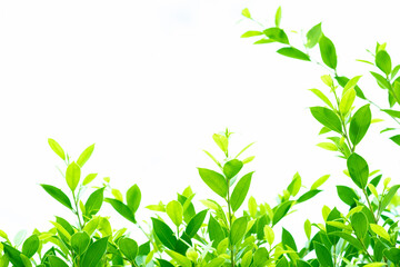 green leaves wall background, leaf wall nature background