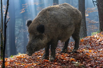 Starker keiler im Herbstwald