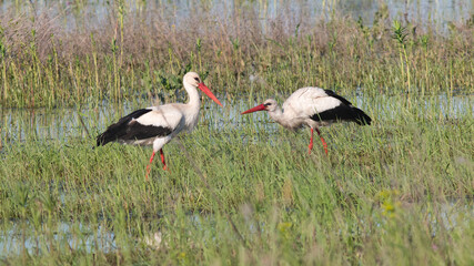 stork in the grass