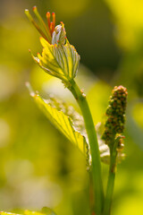 Weinberge Reben Bl&uuml;te