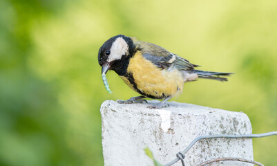 great spotted woodpecker