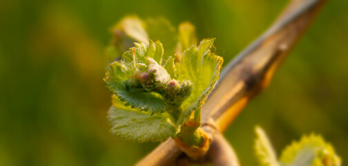 Weinberge Reben Blüte