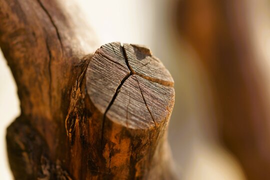 Accurate saw cut of the old tree with cracks