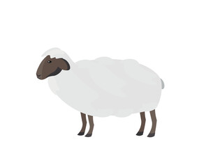 Sheep animal, vector illustration Standing. Side view. Flat illustration. farming, agricultural species 