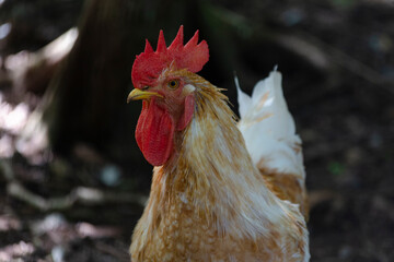 Retrato de gallina blanca con manchas cafes, con cresta roja, vida en el campo, autosustentable, 