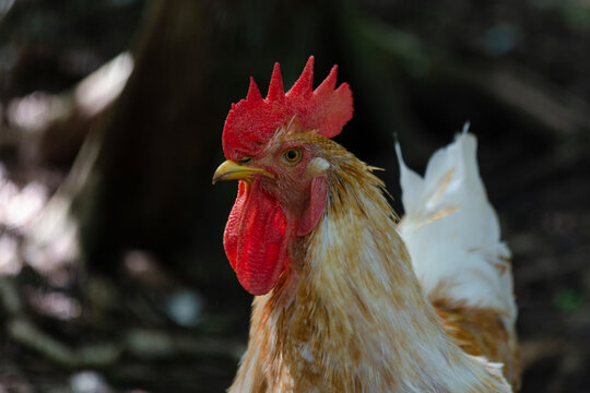 Retrato de gallina blanca con manchas cafes, con cresta roja, vida en el campo, autosustentable, 