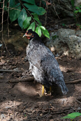 Fisan cafe con blanco, vida natural, aves de corral, autosustentable.