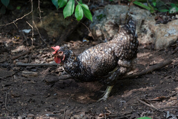 Gallina cafe con blanco, vida natural, aves de corral, autosustentable.