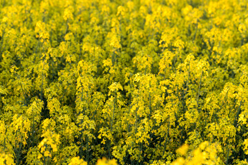 Obraz premium field of rapeseed