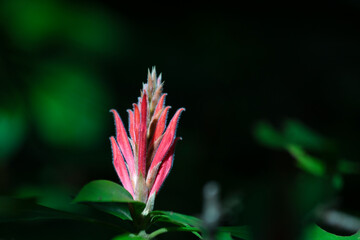 Planta endémica de Yucatán, Planta de color rojo con fondo verde y negro