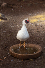 Pato, blanco, corral de patos y gallinas. Pato tomando agua, paato sobre tinaja de agua.