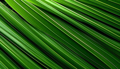 Texture de fond de feuille de forêt tropicale verte