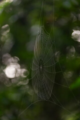 Tela de araña en la selva. fondo con árboles desenfocados.