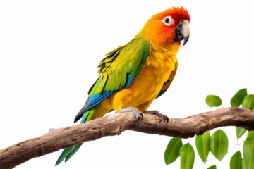 Stof per meter a parrot on a tree branch © mursalin 01
