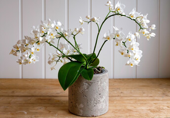 white orchid in flowerpot of cement on wooden table and white wall behind