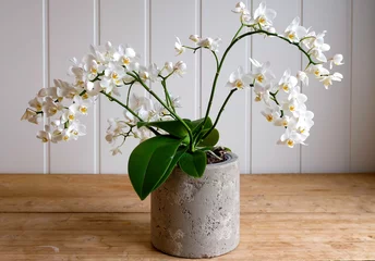 Deurstickers white orchid in flowerpot of cement on wooden table and white wall behind © Kristin