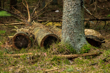 Fototapeta na wymiar old stumps in the forest