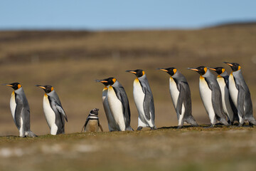 Obraz premium King Penguins (Aptenodytes patagonicus) walking across grassland containing a colony of Magellanic Penguins (Spheniscus magellanicus) at Volunteer Point in the Falkland Islands.