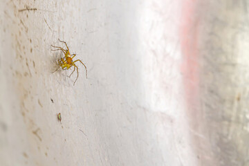 A small spider that lives in the grass on the metal ground.