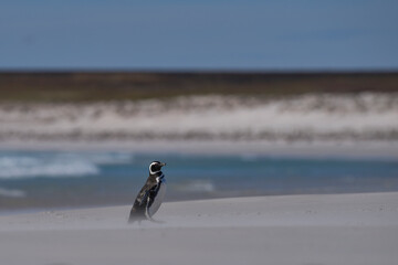 Magellanic Penguin (Spheniscus magellanicus) standing on a windswept beach at Volunteer Point in...