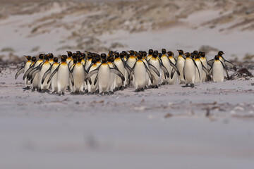 Large group of King Penguins (Aptenodytes patagonicus) walking along a sandy beach at Volunteer...
