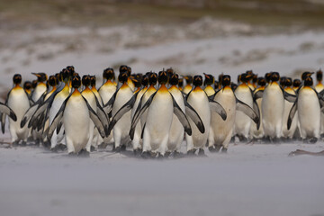 Large group of King Penguins (Aptenodytes patagonicus) walking along a sandy beach at Volunteer...