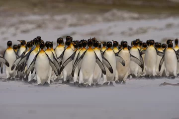Fotobehang Large group of King Penguins (Aptenodytes patagonicus) walking along a sandy beach at Volunteer Point in the Falkland Islands. © JeremyRichards