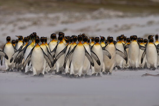 Large group of King Penguins (Aptenodytes patagonicus) walking along a sandy beach at Volunteer Point in the Falkland Islands.