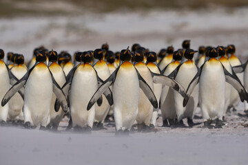 Large group of King Penguins (Aptenodytes patagonicus) walking along a sandy beach at Volunteer...