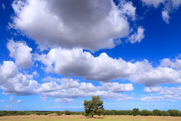 Alta Murgia National Park in Apulia, Italy: lonely tree dominated by clouds.