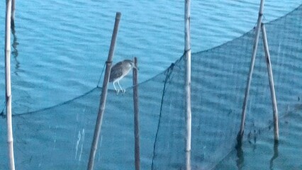 Obraz premium Dampalit, Malabon dike