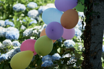 Fototapeta na wymiar Ballons gonflés à l'hélium .