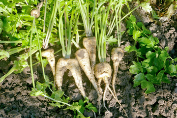 Fresh parsnip roots . Parsnip harvest on an organic farm.