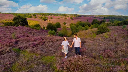 Foto auf Leinwand  a couple of men and women walking in Heather fields of the Posbank National Park Veluwe Netherlands, purple pink heather in bloom, blooming heater on the Veluwe by the Hills of the Posbank Rheden,  © Fokke Baarssen