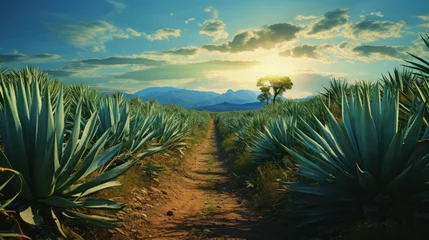 Foto op Aluminium image capturing a pathway stretching into a field filled with agave plants. © pixcel3d
