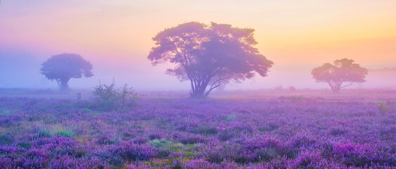 Zuiderheide National Park Veluwe at sunrise, purple pink heather in bloom during a foggy sunrise, blooming heater on the Veluwe by Laren Hilversum Netherlands, blooming heather fields