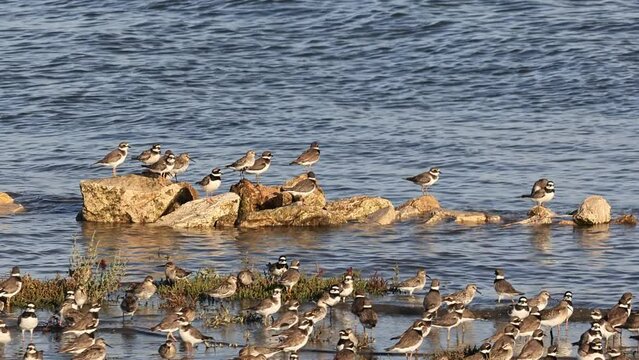 Sea turtle dove (Arenaria interpres) on the Tagus river in Lisbon, Portugal, marine life concept
