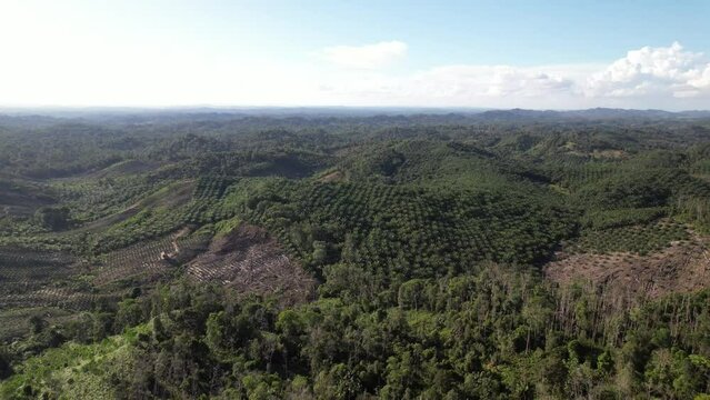 The drone pull away view from forest in Borneo. Forests through which the highway passes