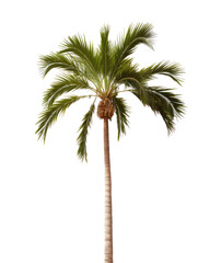 Fototapeta na wymiar Palm tree isolated on transparent background