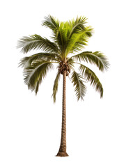 Palm tree isolated on transparent background