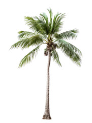 Palm tree isolated on transparent background
