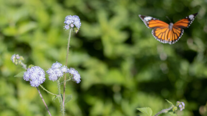 Ageratum conyzoides or billygoat-weed is a purple flower plant. A butterfly flying away from this toxic and invasive plant or weed.