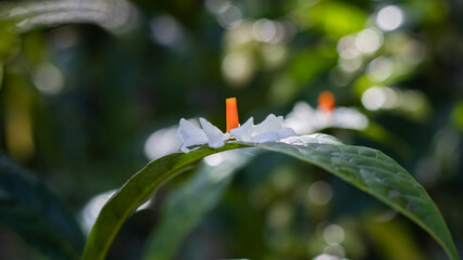 shiuli, night-blooming jasmine, seri gading, flower, white, aroma, scent, fallen, durga puja,...